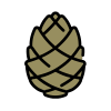 Pine cone